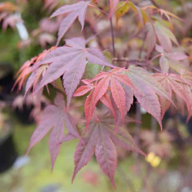 Acer palmatum 'Atropurpureum' 150-175 cm